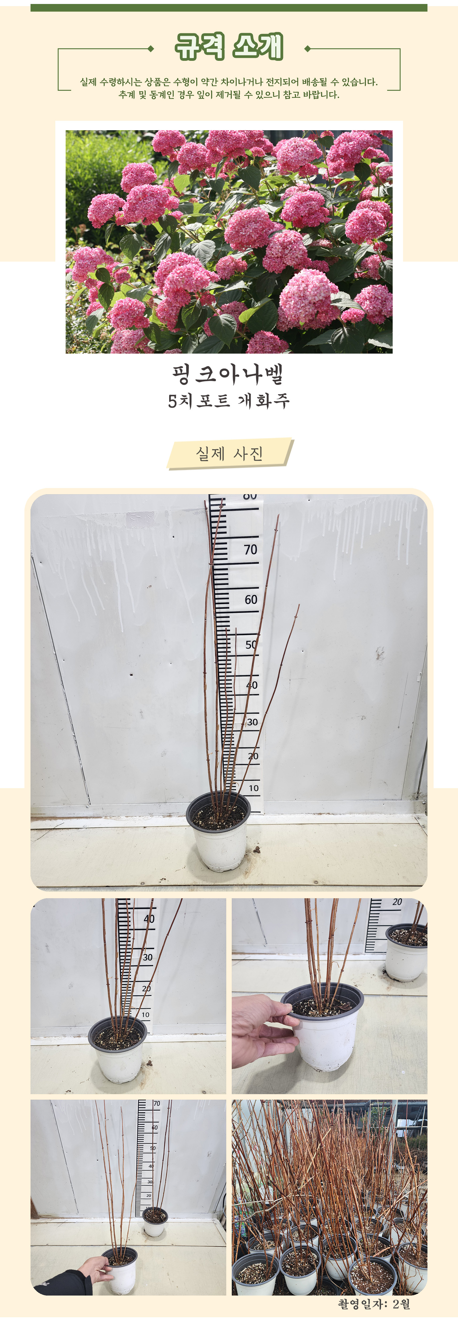 6_핑크아나벨_5치포트 개화주.jpg