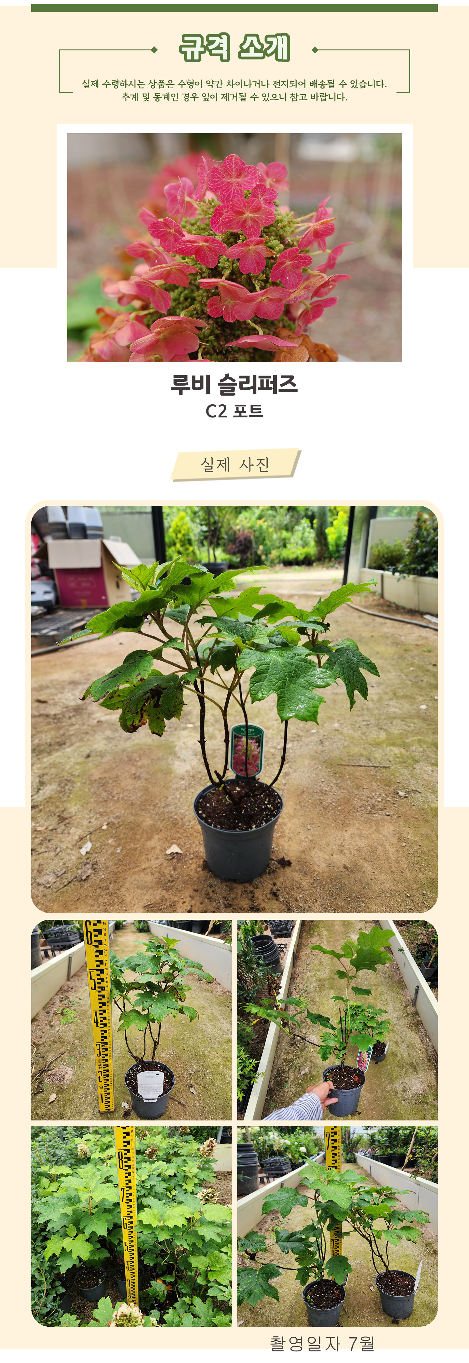 1루비슬리퍼즈 C2포트 촬영일 7월  .jpg