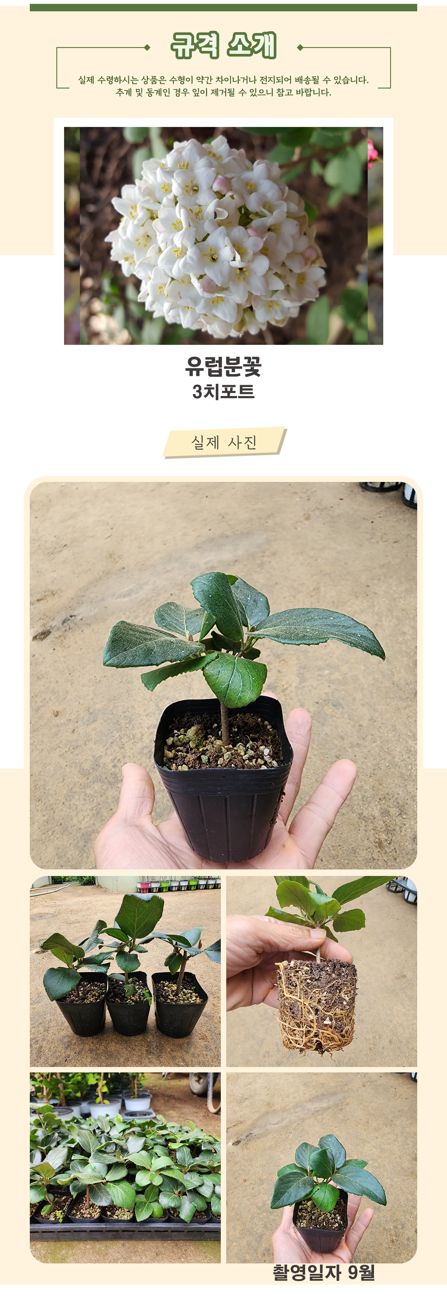 5 유럽분꽃 3치포트 촬영일 9월 .jpg