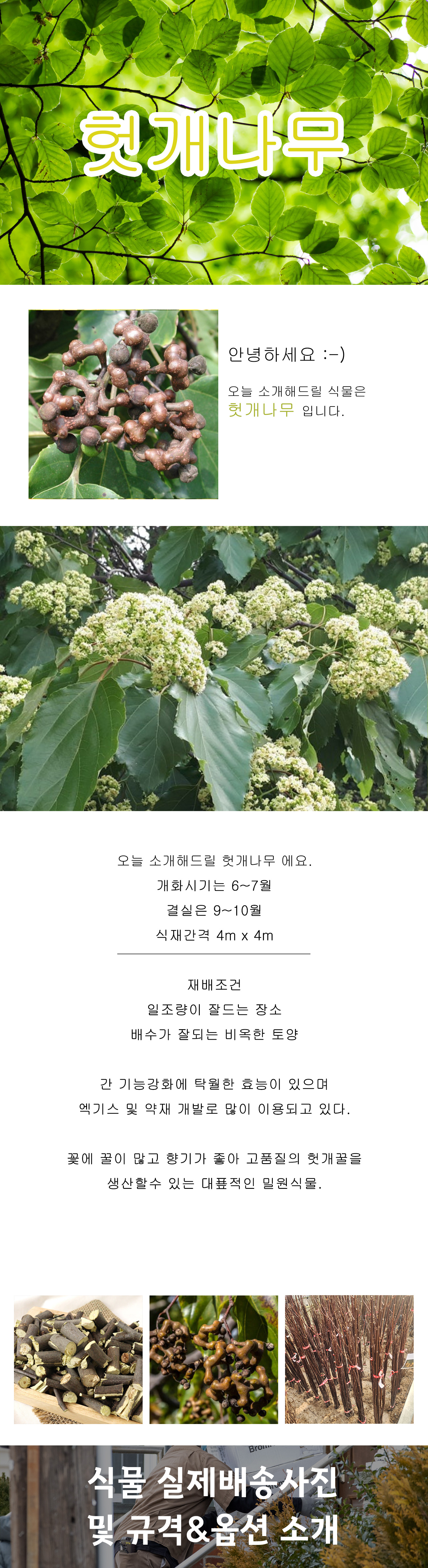 0_헛개나무 상세페이지 .jpg