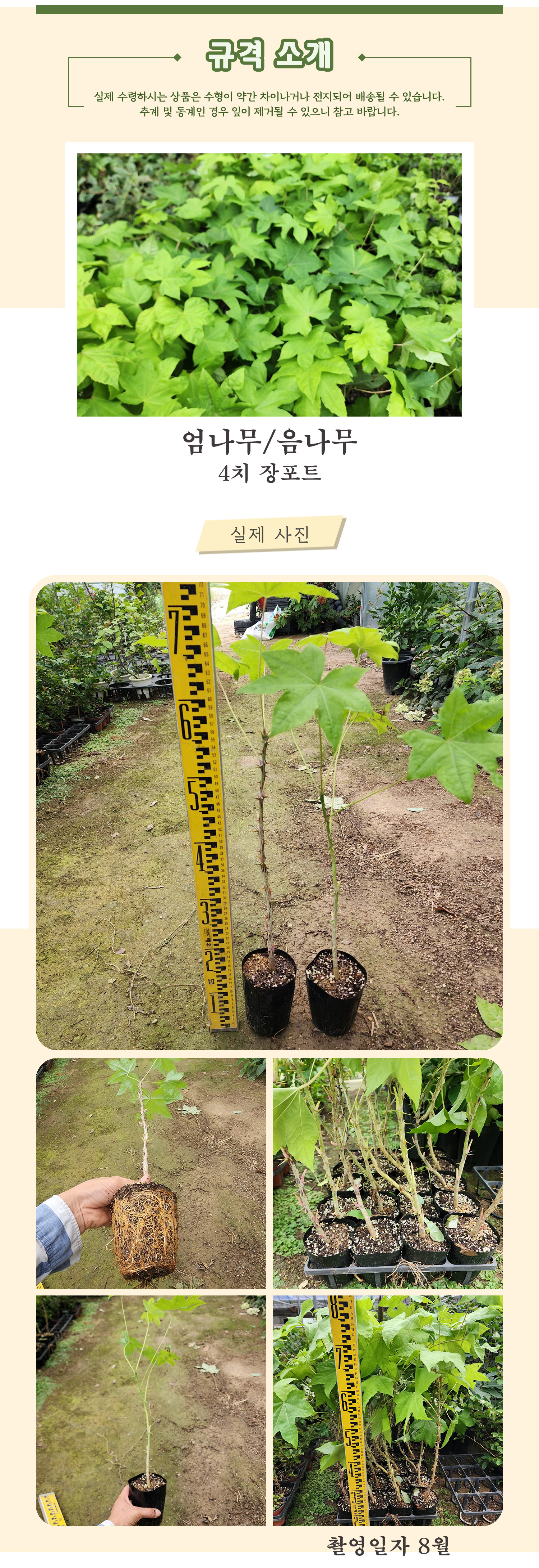 2 - 엄나무 4치장포트 촬영일 8월 .jpg