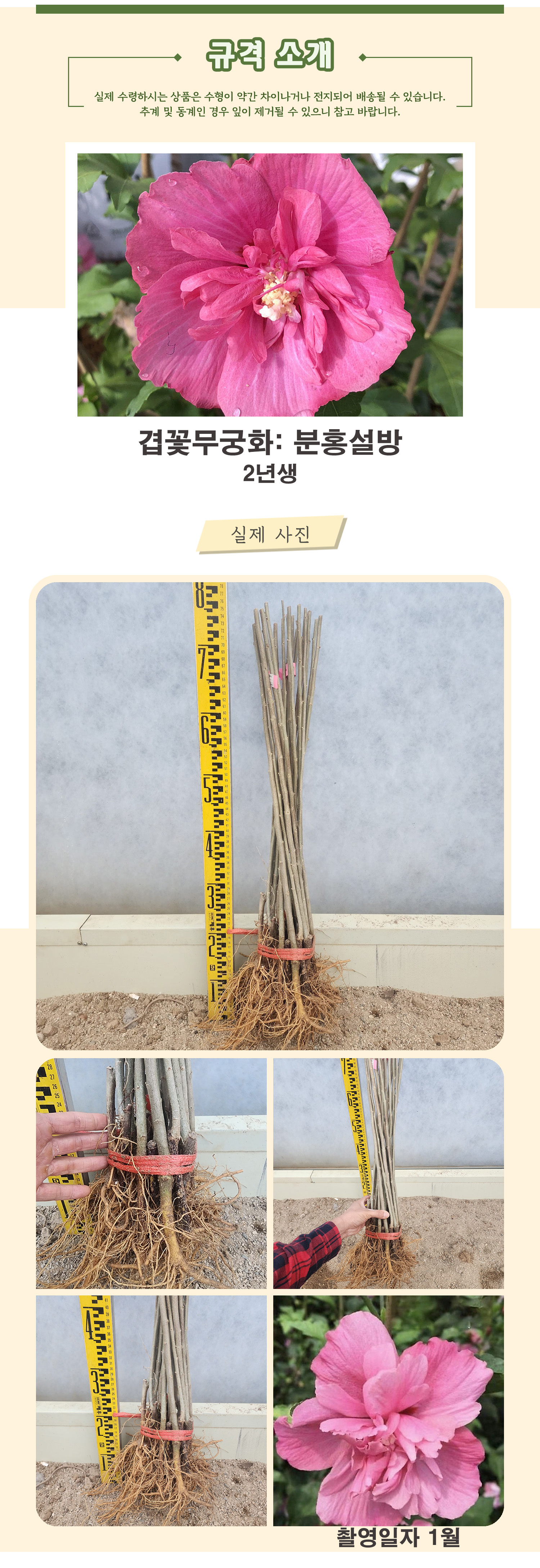 8_분홍설방 2년생 촬영일 1월 .jpg