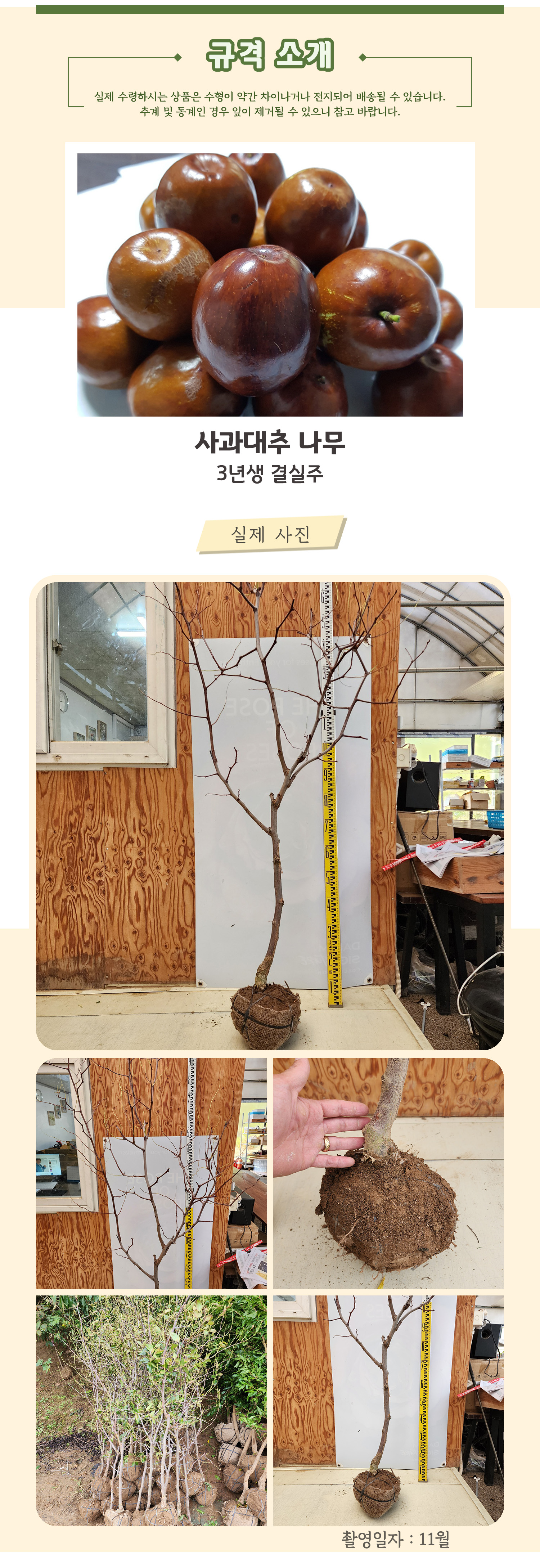 1_2_사과대추 3년생 결실주 .jpg