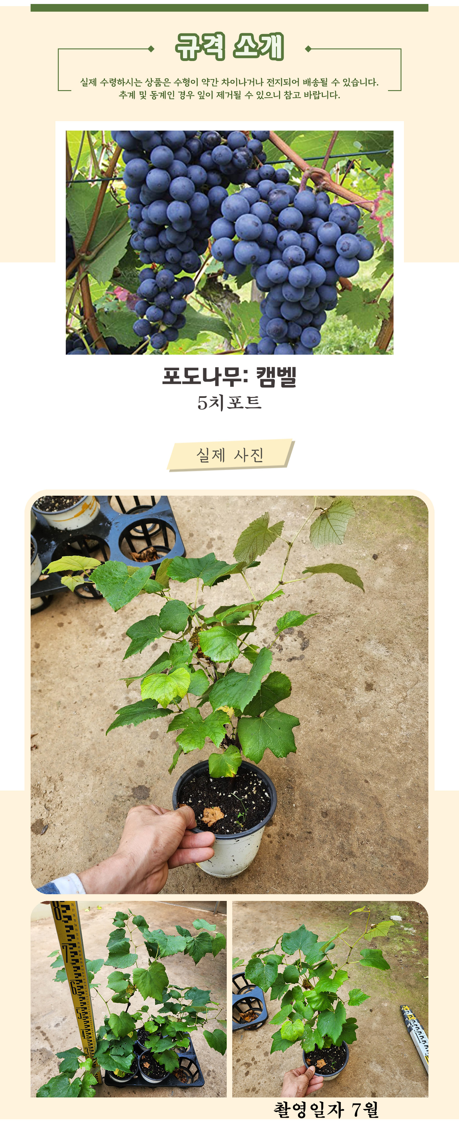 2_2_캠벨_ 5치포트 촬영일 7월 .jpg