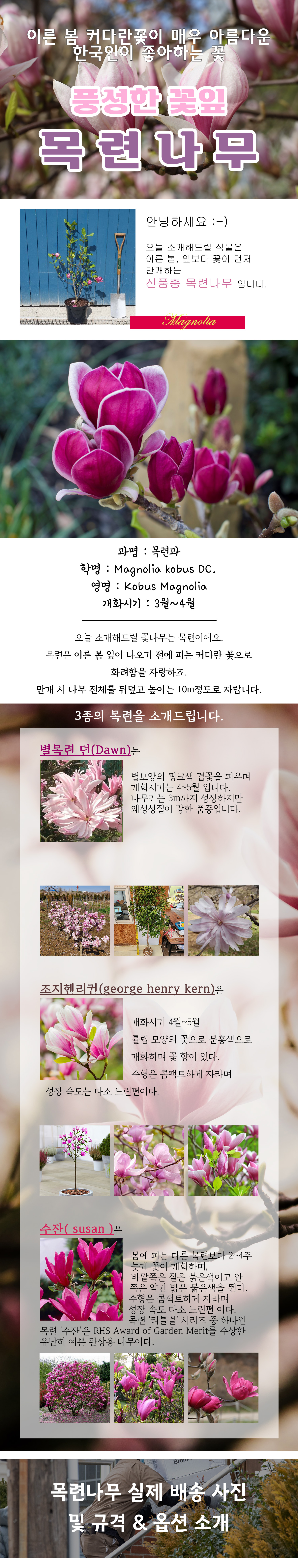 0ㅡ2 별목련 던 상세 .jpg