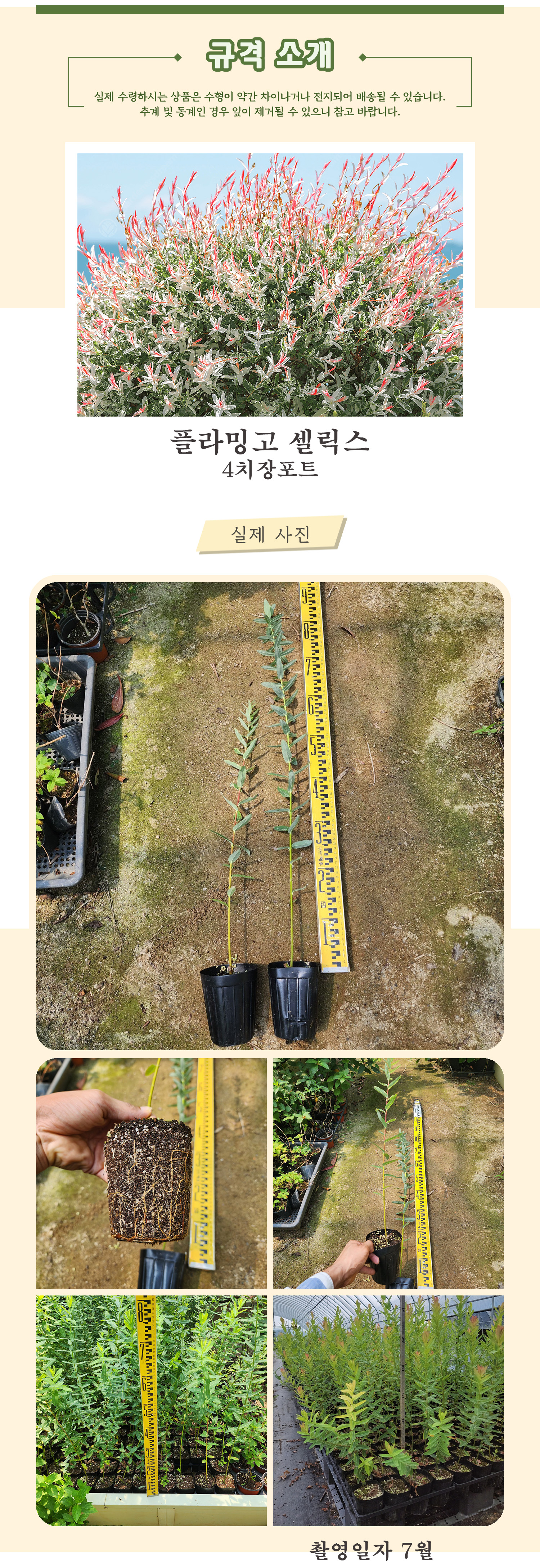 1_3_플라밍고셀릭스 4치장포트 .jpg