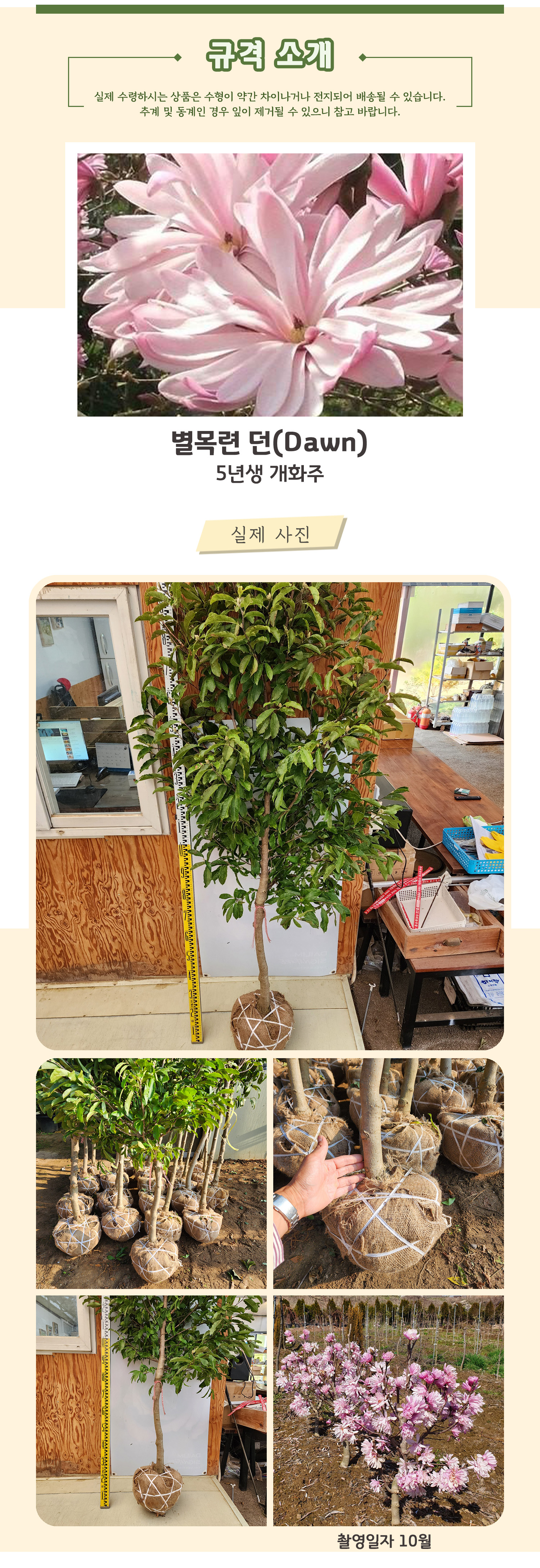 7 별목련 던 5년생 개화주 .jpg