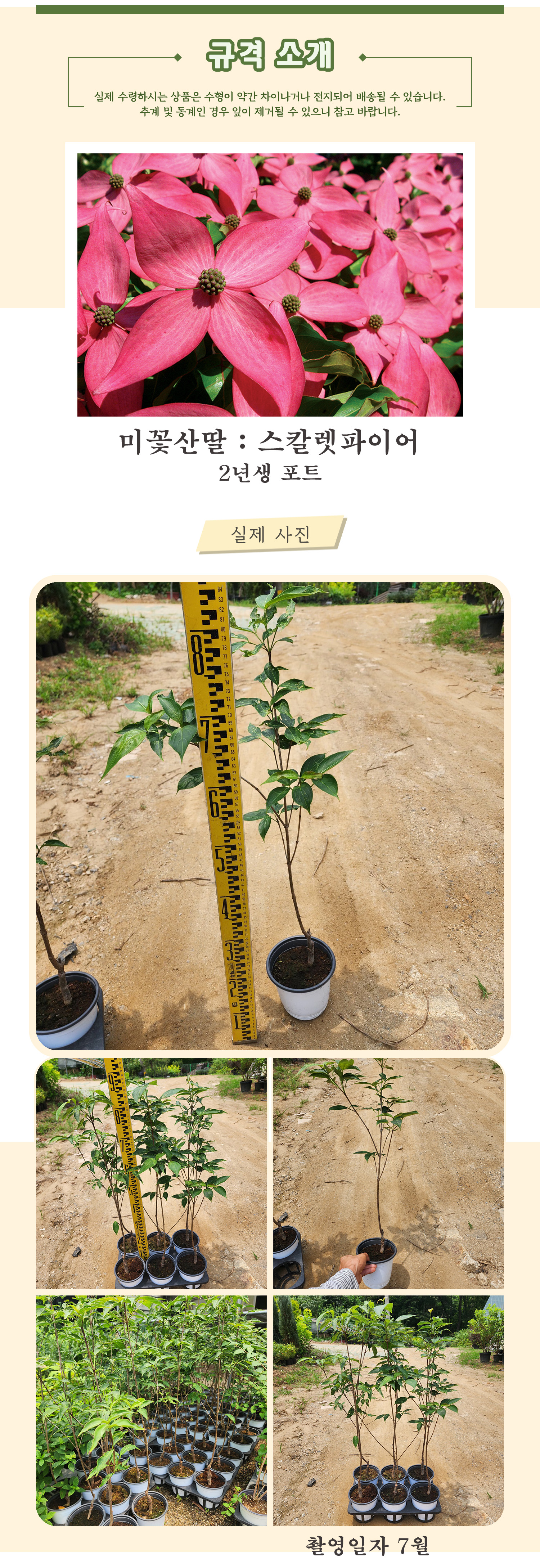 4_스칼렛파이어 2년생포트 촬영일 7월 psd.jpg