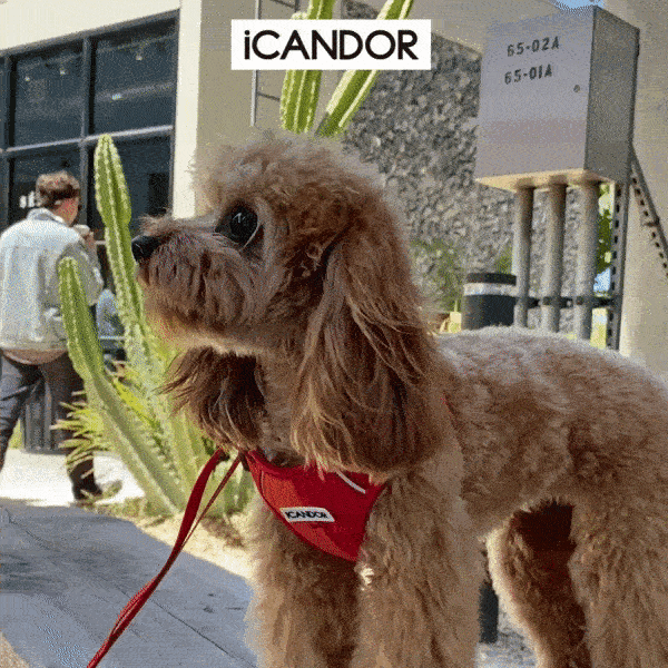 12_썬셋스너글gif.gif