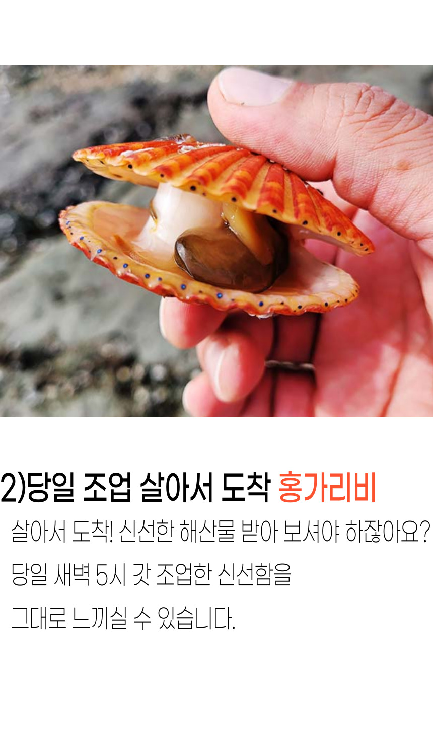 고성홍가리비 (9).jpg
