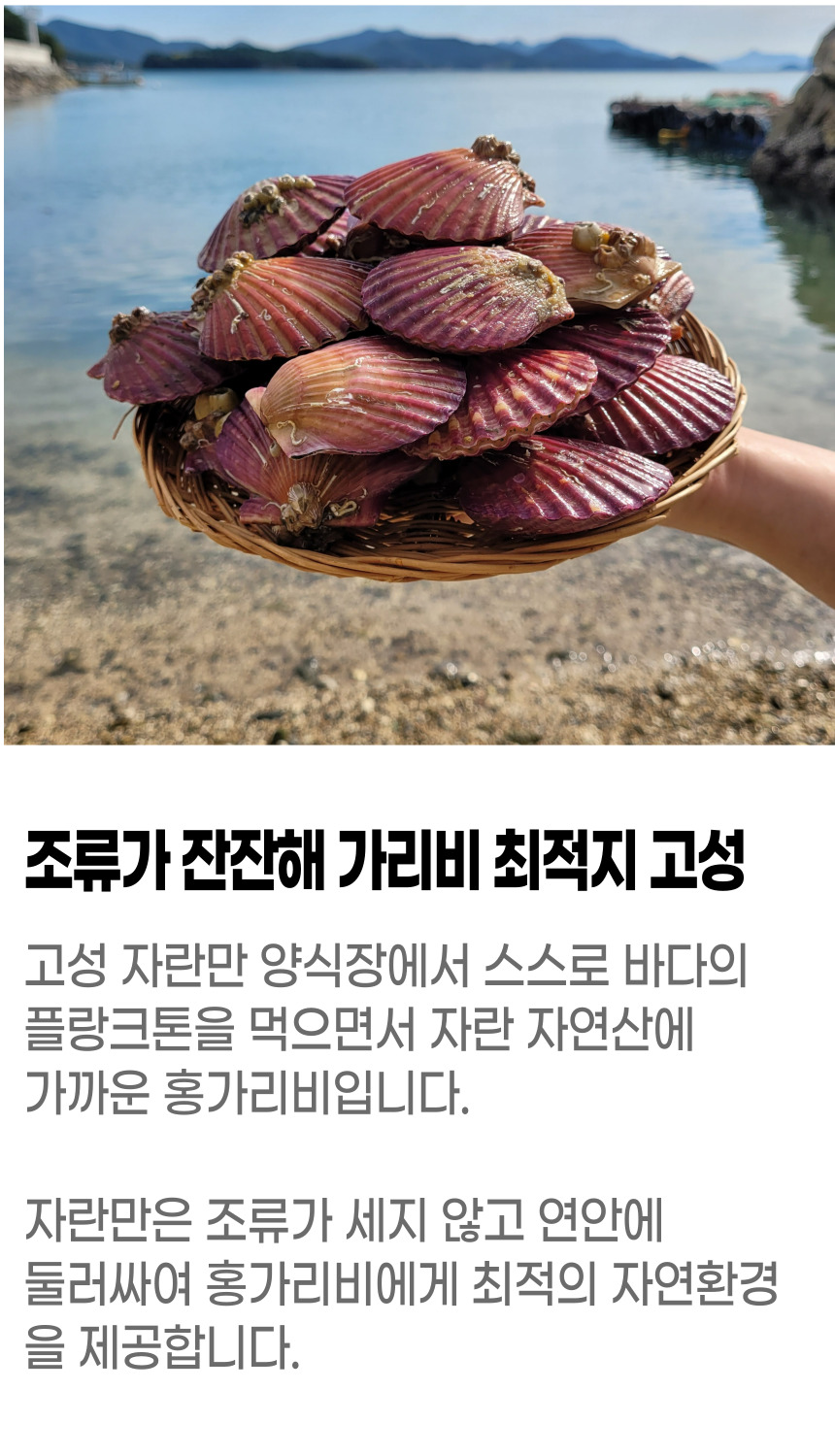고성홍가리비 (6).jpg