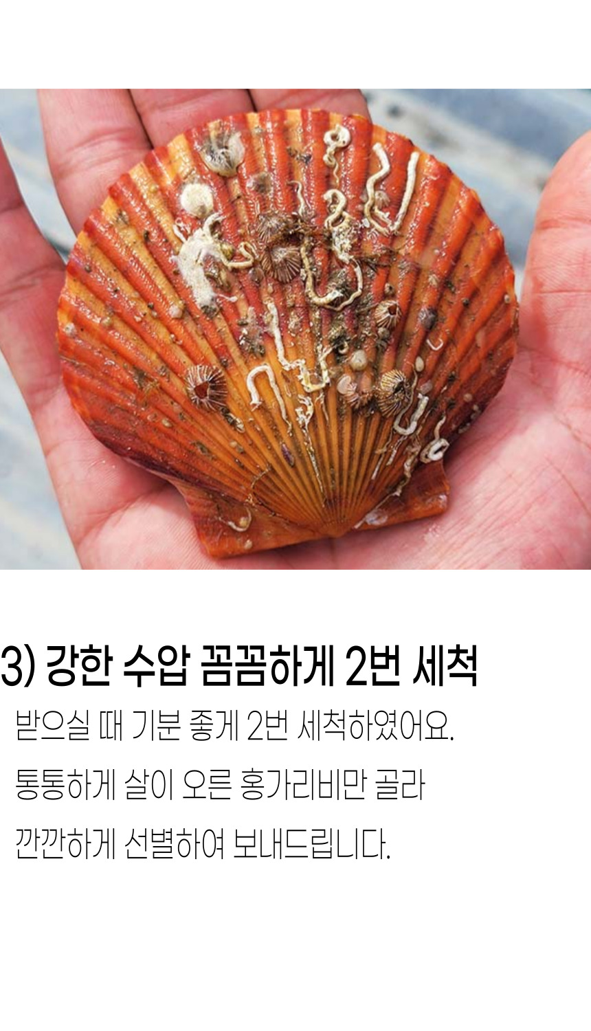 고성홍가리비 (10).jpg