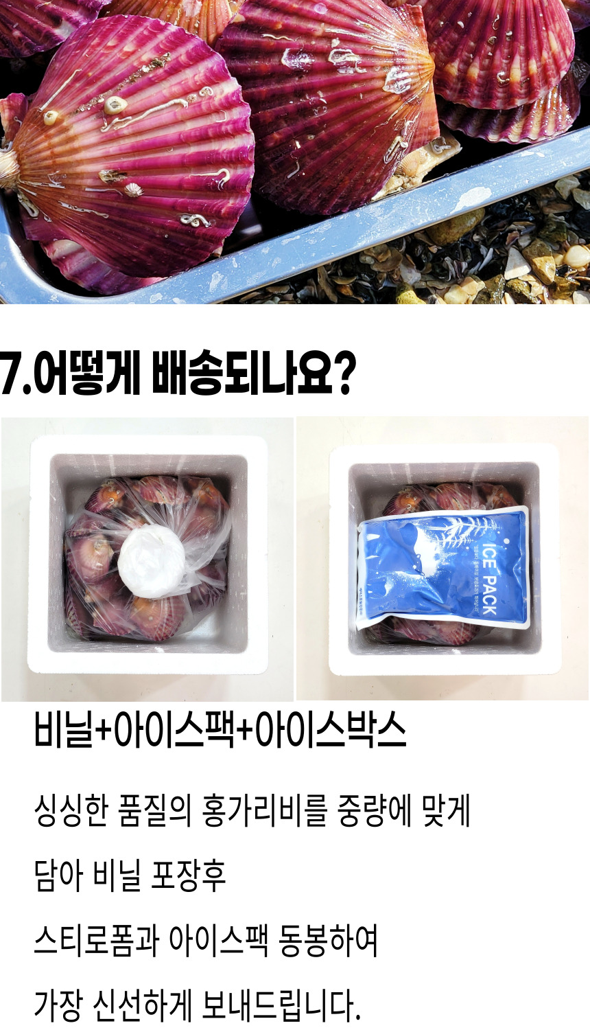 고성홍가리비 (16).jpg