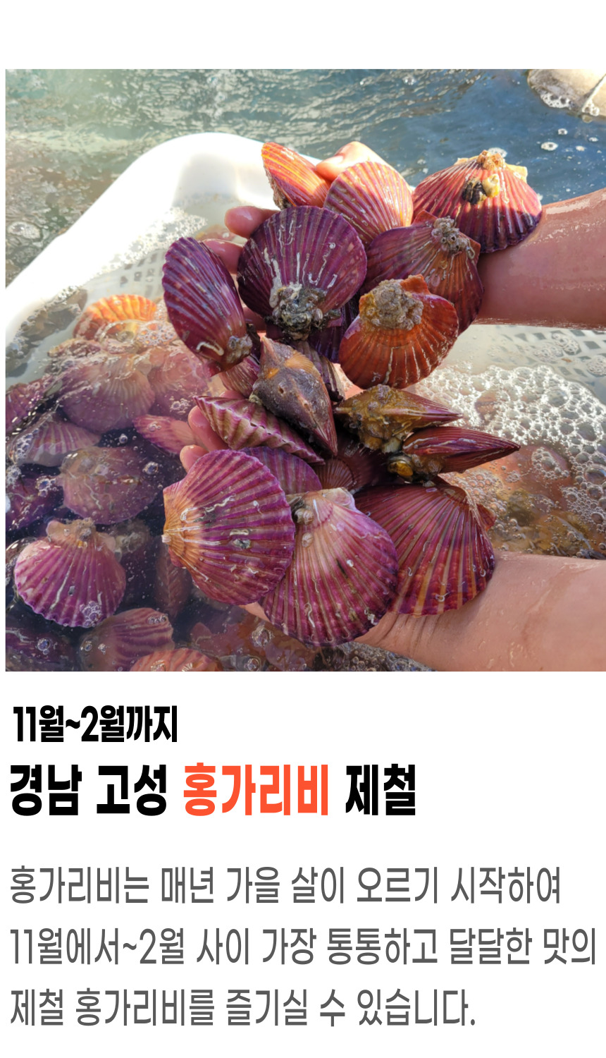 고성홍가리비 (2).jpg