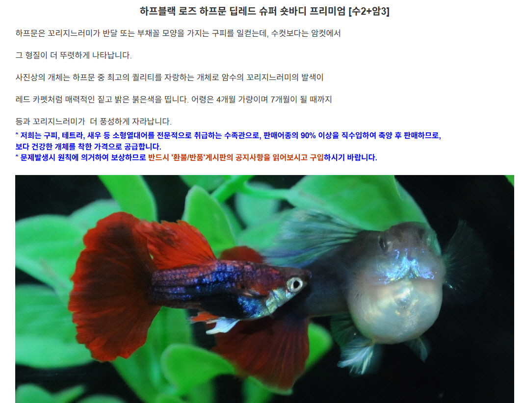 하프블랙 로즈 하프문 딥레드 슈퍼 숏바디 프리미엄   수2+암3.jpg
