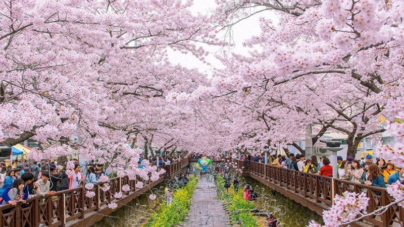 Jinhae Gunhangje 2026 Cherry Blossom Festival