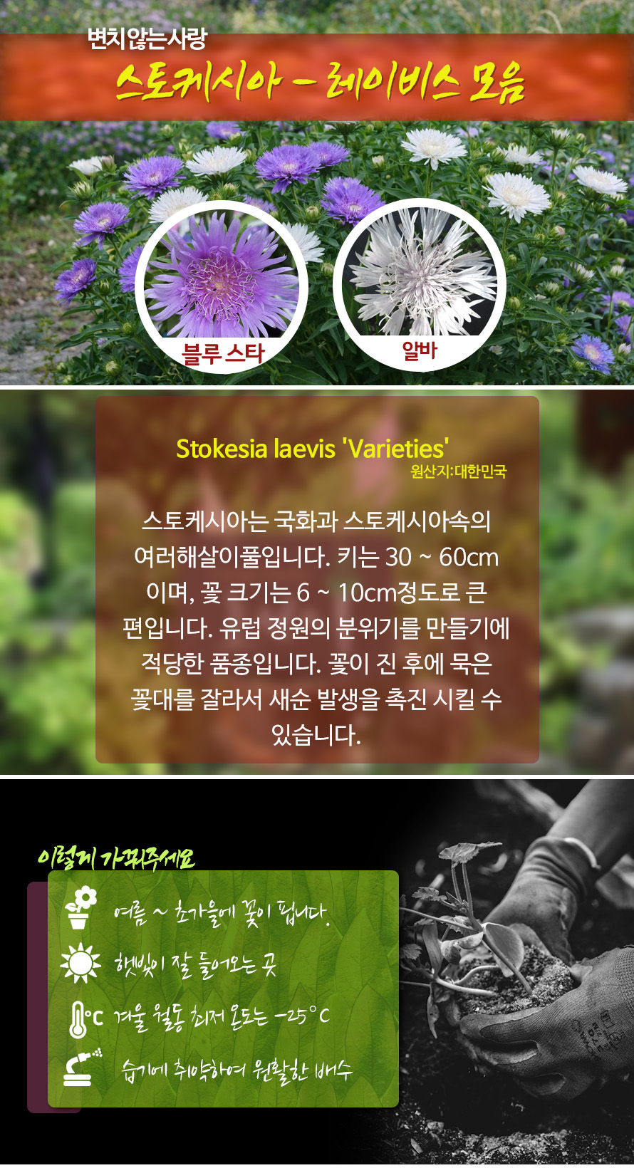 스토케시아_모음_46JAFBMA_detail.jpg