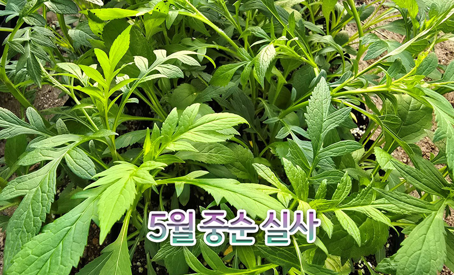 마타리_토종_45MY_detail2.jpg