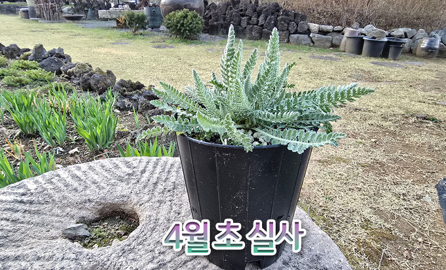 은엽톱풀_문샤인_46JAFBMA_detail2.jpg
