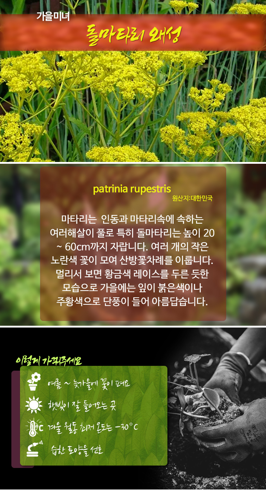 돌마타리_45AU_detail.jpg