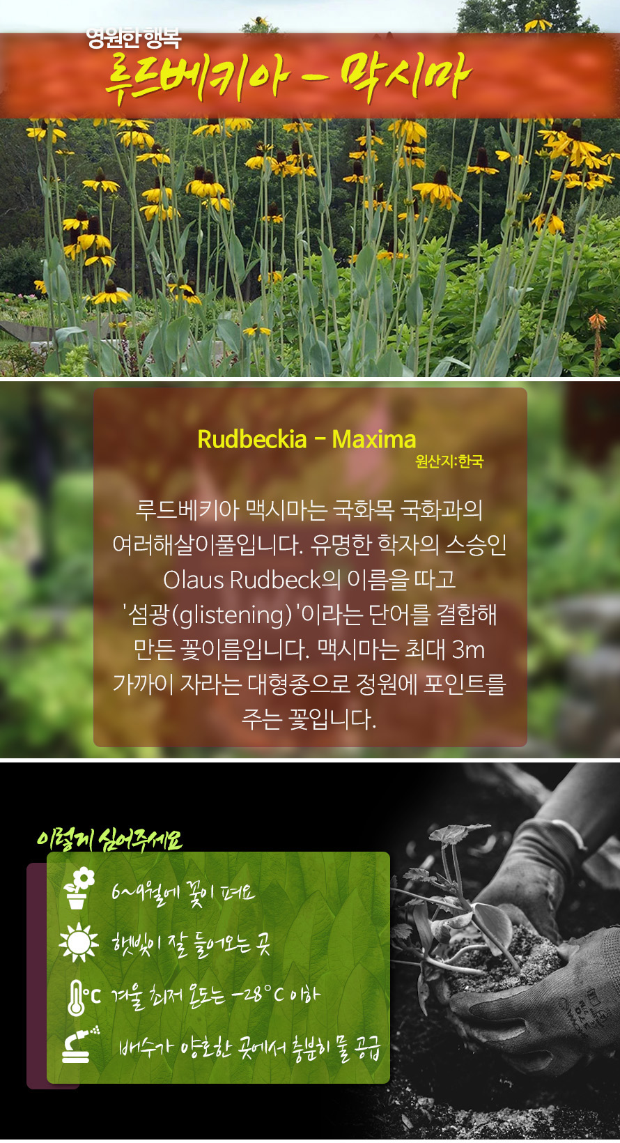 루드베키아_맥시마_45MY_detail.jpg