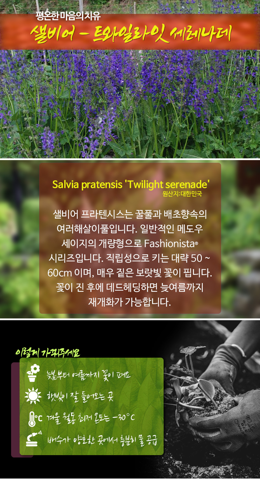 샐비어_트와일라잇세레나데_46JAFBMA_detail.jpg