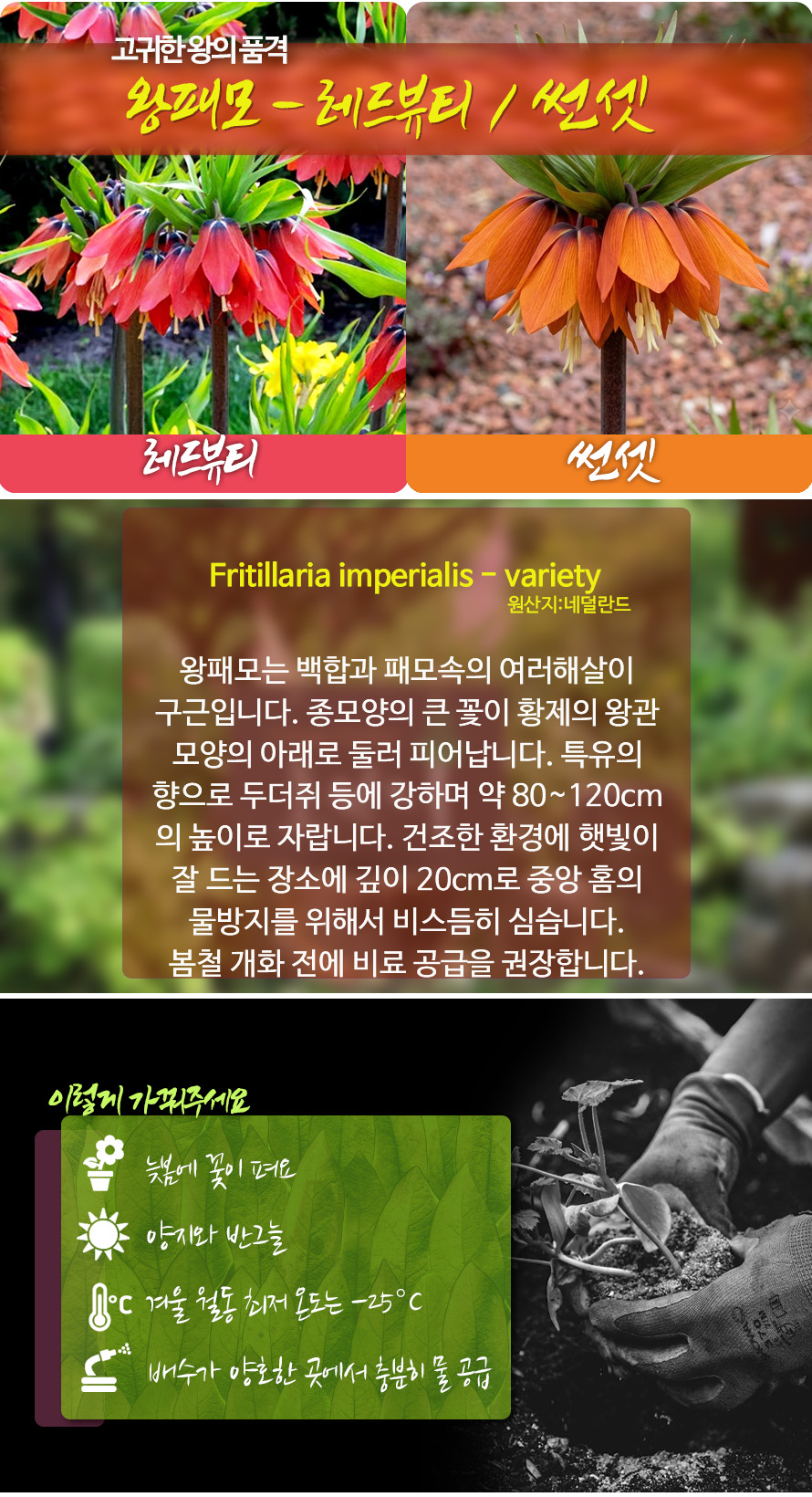 왕패모_모음_46JLAUST_detail.jpg