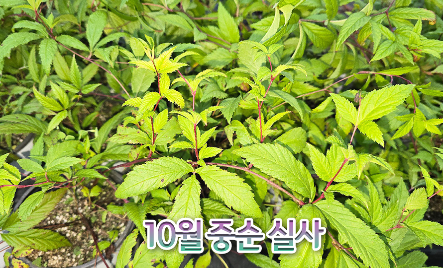 하야초_46OCNODC_detail2.jpg