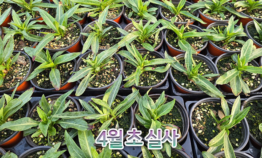 스토케시아_모음_46JAFBMA_detail2.jpg