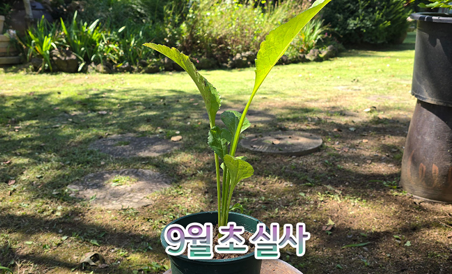 진다이개미취_jindai_46JLAUST_detail2.jpg