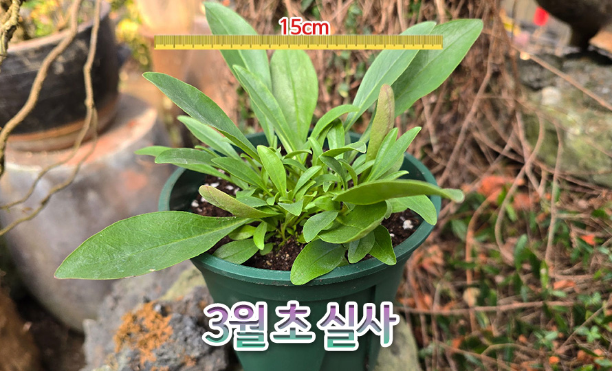 펜스테몬_징글벨즈_46JAFBMA_detail2.jpg