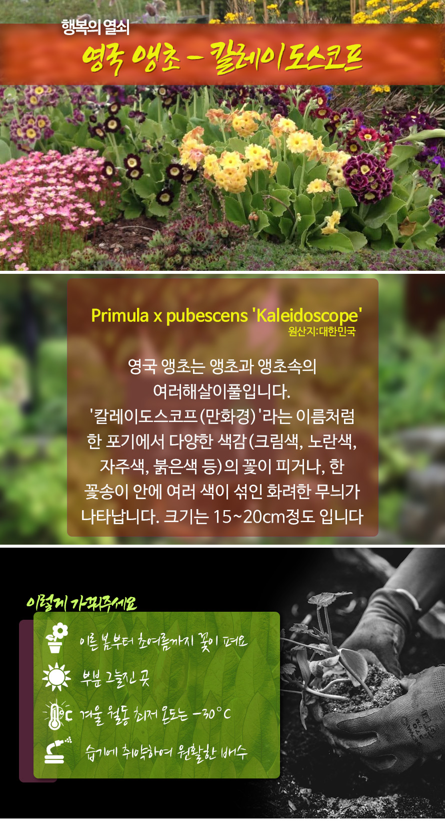 영국앵초_칼레이스코프_46JAFBMA_detail.jpg
