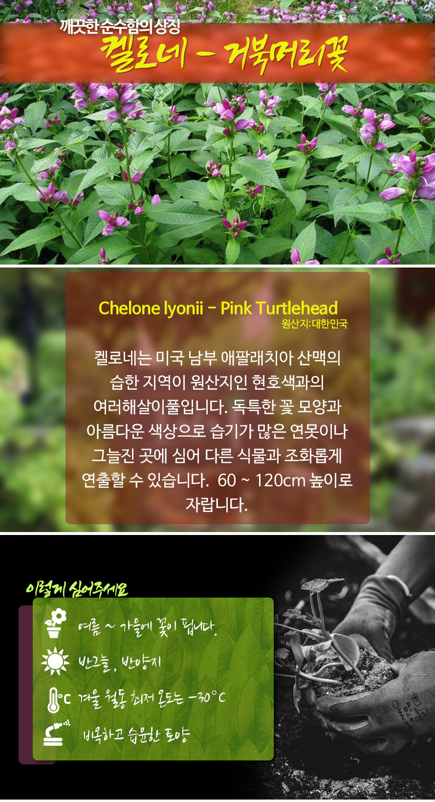 켈로네_44ST_detail1.jpg