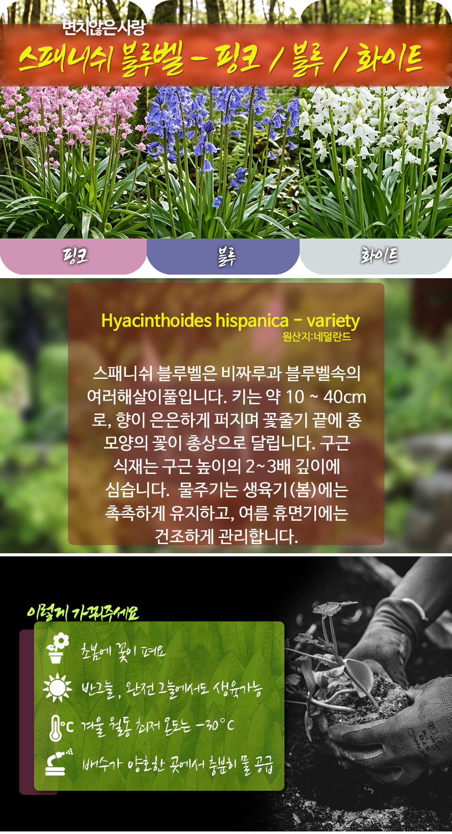 스패니쉬_블루벨_모음_46JLAUST_detail.jpg