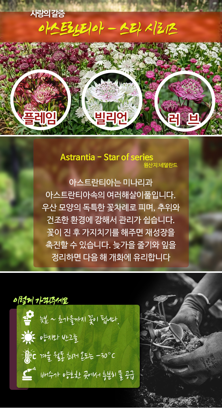 아스트란티아_스타시리즈_46JAFBMA_detail.jpg
