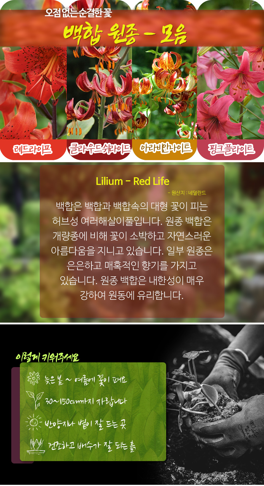 원종백합모음_45MY_detail.jpg