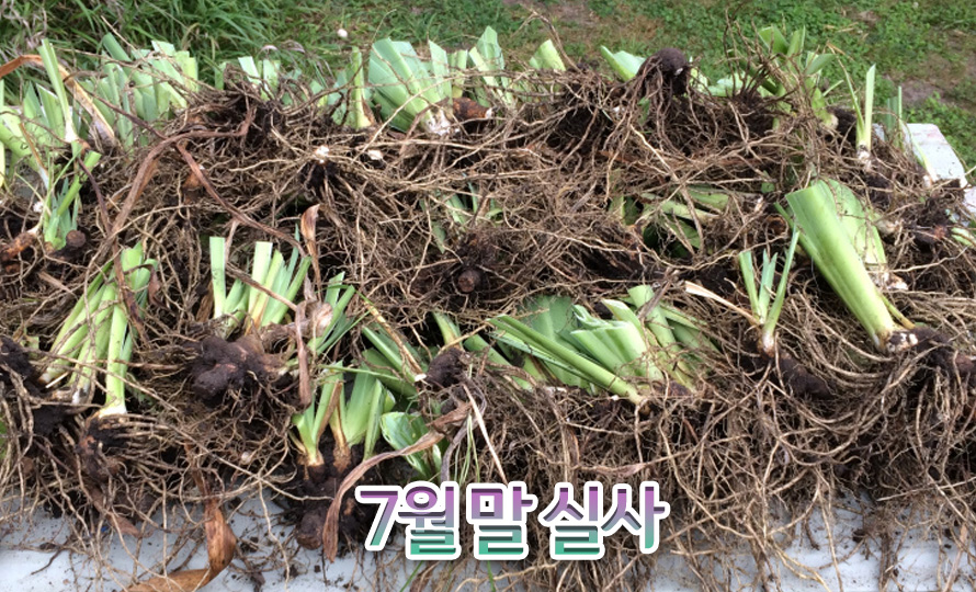 독일붓꽃_모음_46JLAUST_detail2.jpg