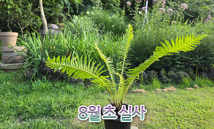청나래고사리_46JLAUST_detail2.jpg