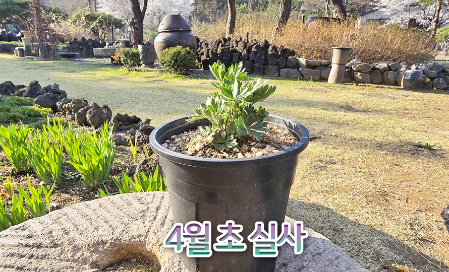 바람꽃_마젤라니카_46JAFBMA_detail2.jpg