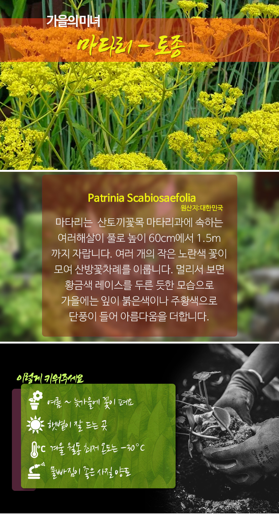 마타리_토종_45MY_detail.jpg