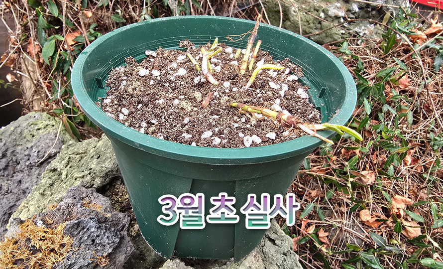 여뀌_다즐링레드_46JAFBMA_detail2.jpg