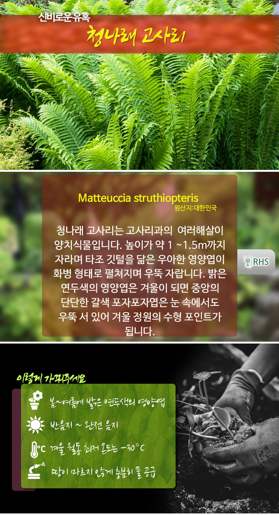청나래고사리_46JLAUST_detail.jpg