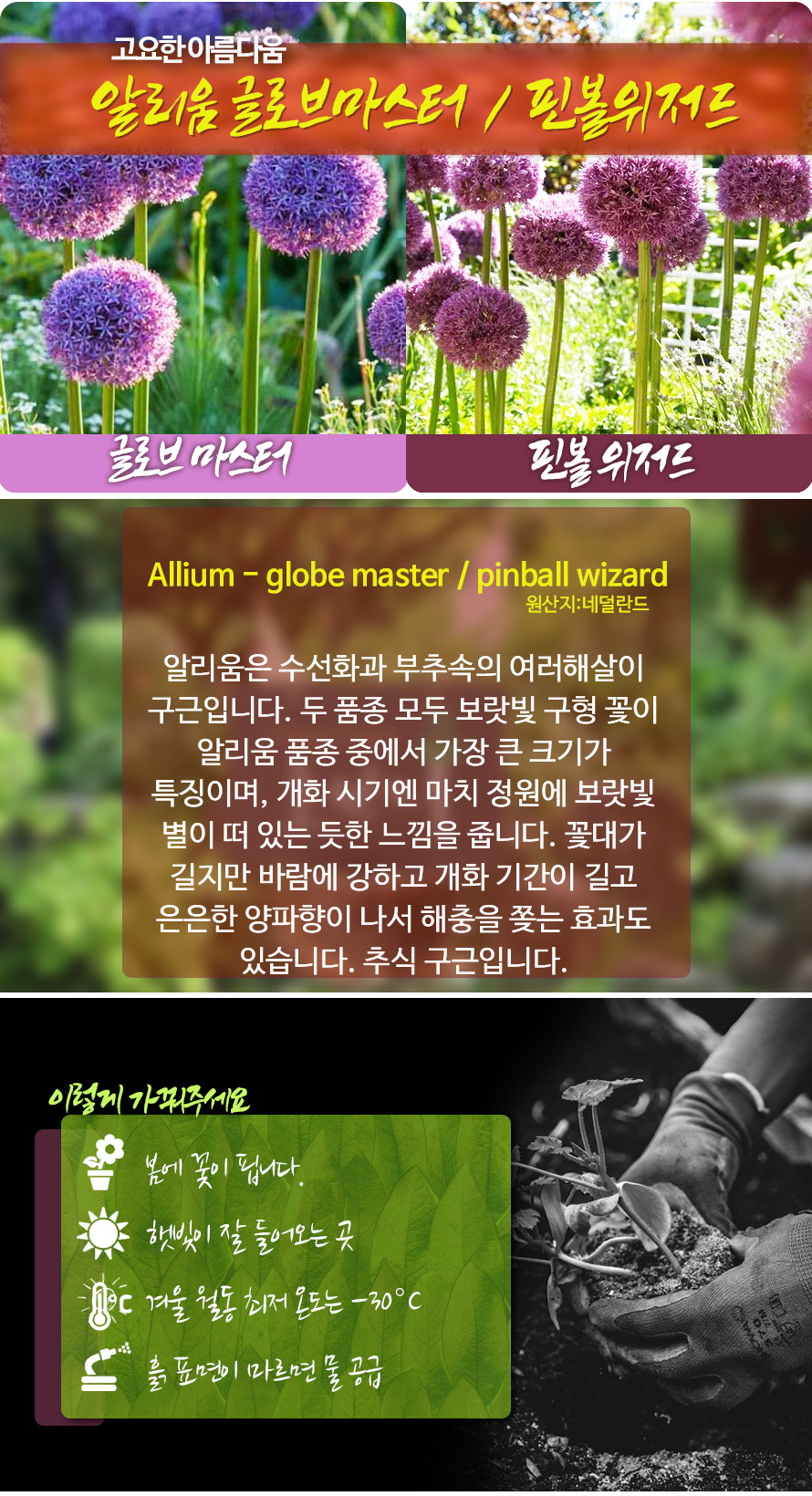알리움_구근_모음_45ST_detail.jpg