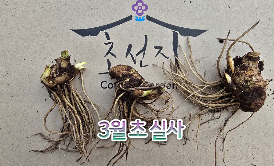 독일붓꽃_림파이어_46JAFBMA_detail2.jpg