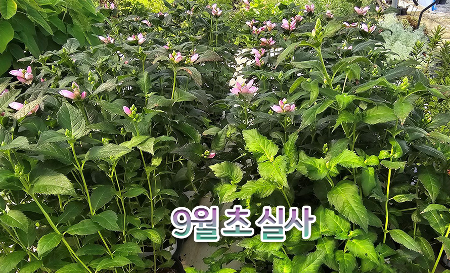 켈로네_44ST_detail2.jpg