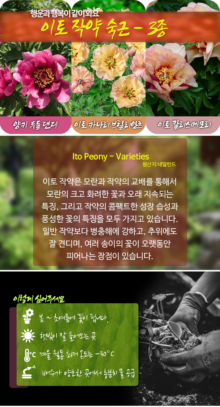 작약1_44DC_detail2.jpg