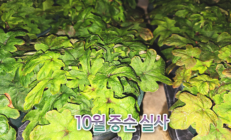 티아렐라_모음_46OCNODC_detail2.jpg