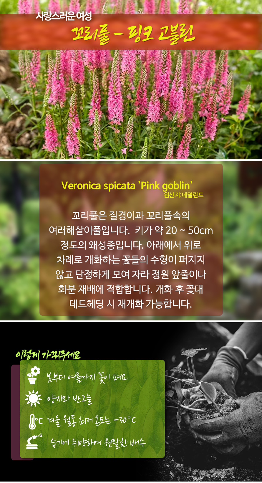 핑크꼬리풀_핑크고블린_46JAFBMA_detail.jpg