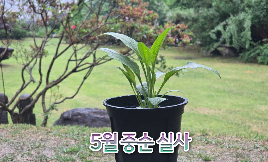에키네시아_썬시커_모음_46APMYJN_detail2.jpg