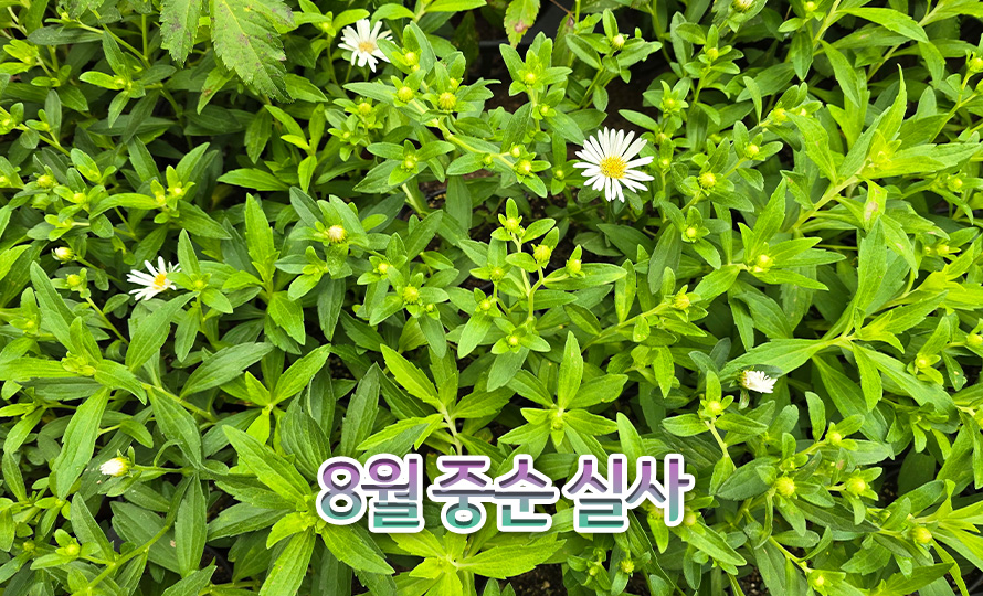 국야모음_45ST_detail2.jpg